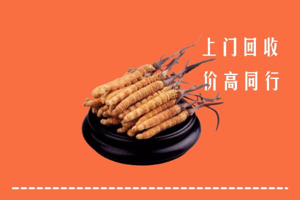 收购行情：全州县冬虫夏草回收多少钱每克